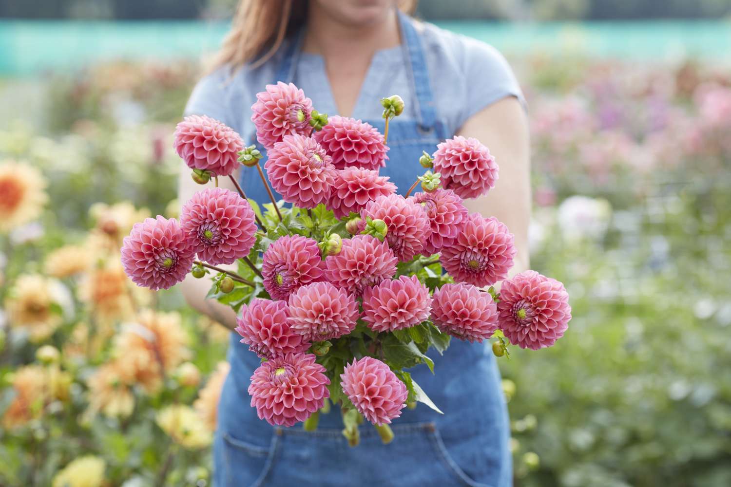Dahlie ‘Dikara Superb’